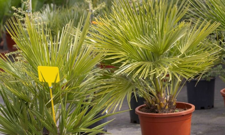 Uprawa karłatki w domu