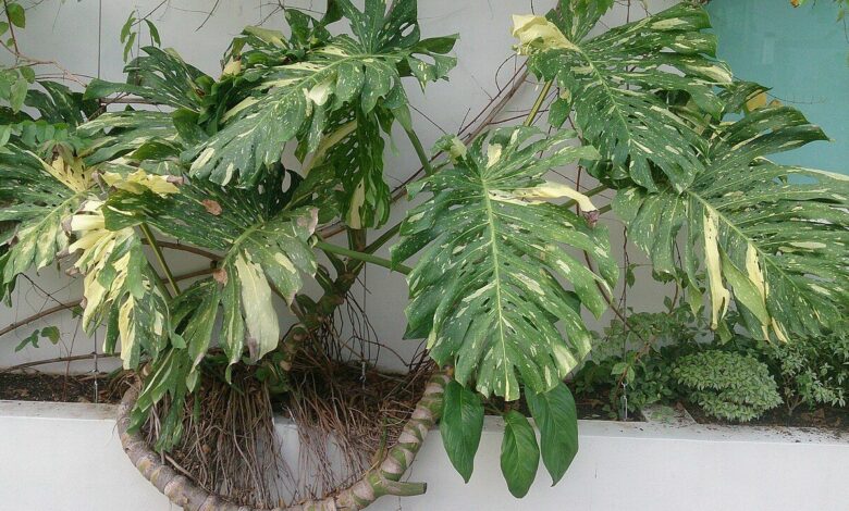 Monstera deliciosa variegata