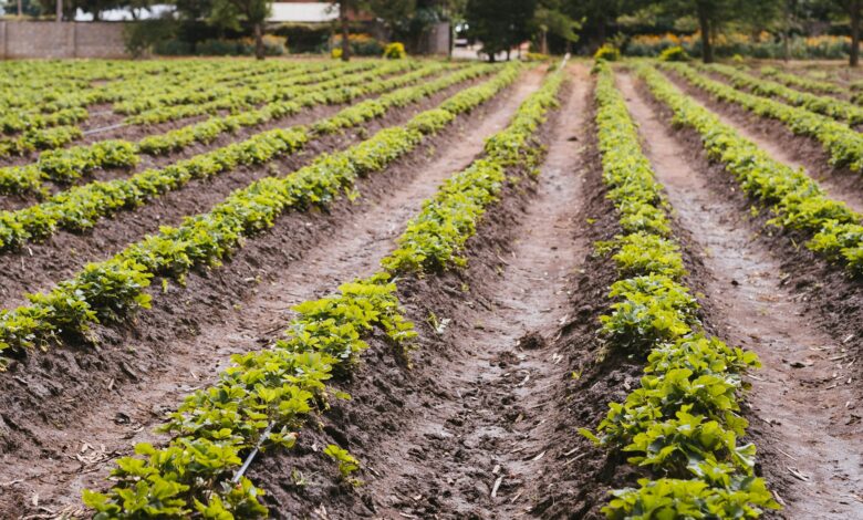 vije-vijendranath-e3jbctwwowu-unsplash